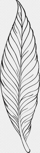 Feather Line Art   Feather Line Art Png  Transparent PngTransparent PNG