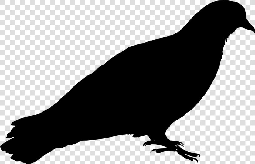 Feral Pigeon Bird Pigeon Free Photo   Pigeon Silhouette Png  Transparent PngTransparent PNG