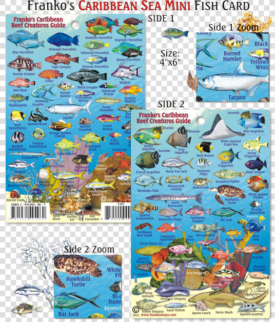 Cayman Islands Reef Fish  HD Png DownloadTransparent PNG