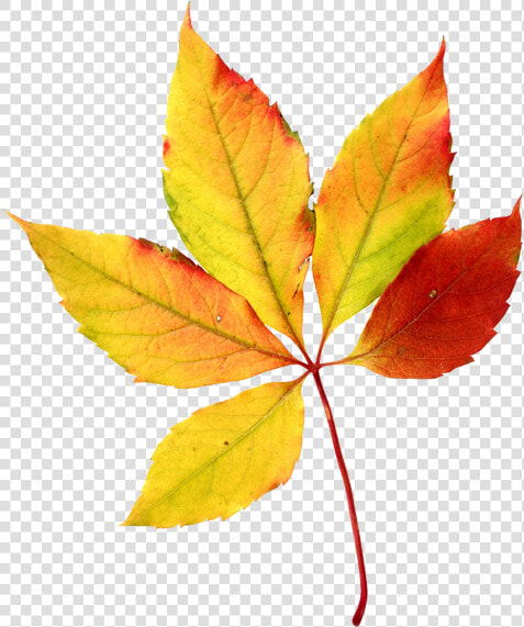 Fall Leaves Autumn Leaves Watercolor Sini Ezer Hojas   Transparent Background Fall Leaves Clip Art  HD Png DownloadTransparent PNG