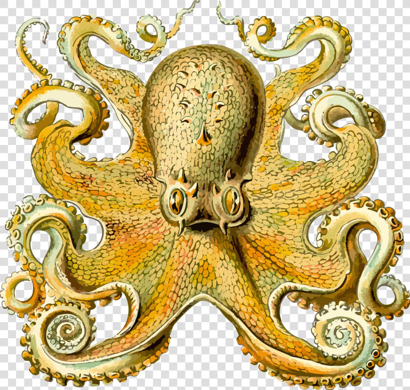 Octopus 2 Clip Arts   Ernst Haeckel Sea Creature  HD Png DownloadTransparent PNG