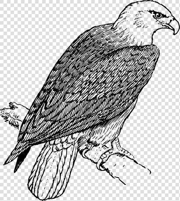 Free Vector Eagle   Eagle Picture Black And White  HD Png DownloadTransparent PNG