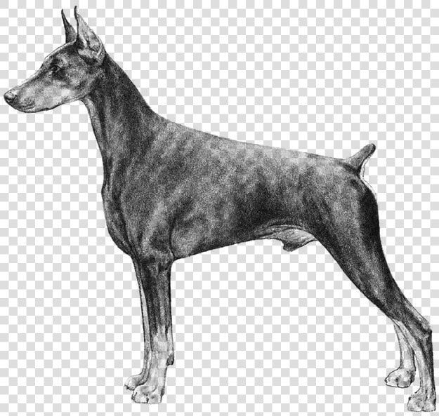 Doberman Pinscher  HD Png DownloadTransparent PNG