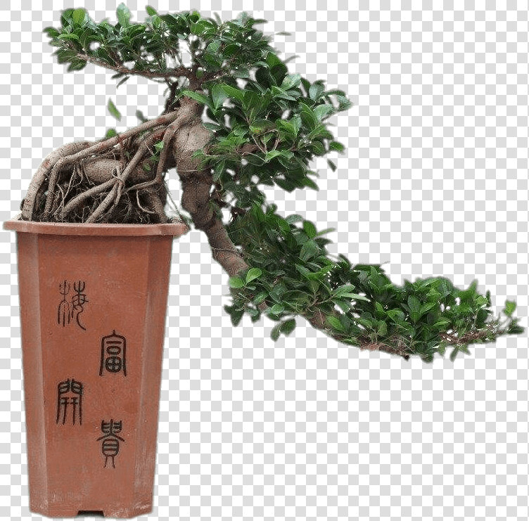 Cascade Bonsai   Full Cascade Ficus Bonsai  HD Png DownloadTransparent PNG