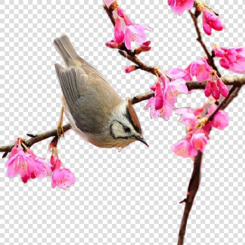  png  spring  springtime  bird  scspring  remixit   Spring 300 X 300  Transparent PngTransparent PNG