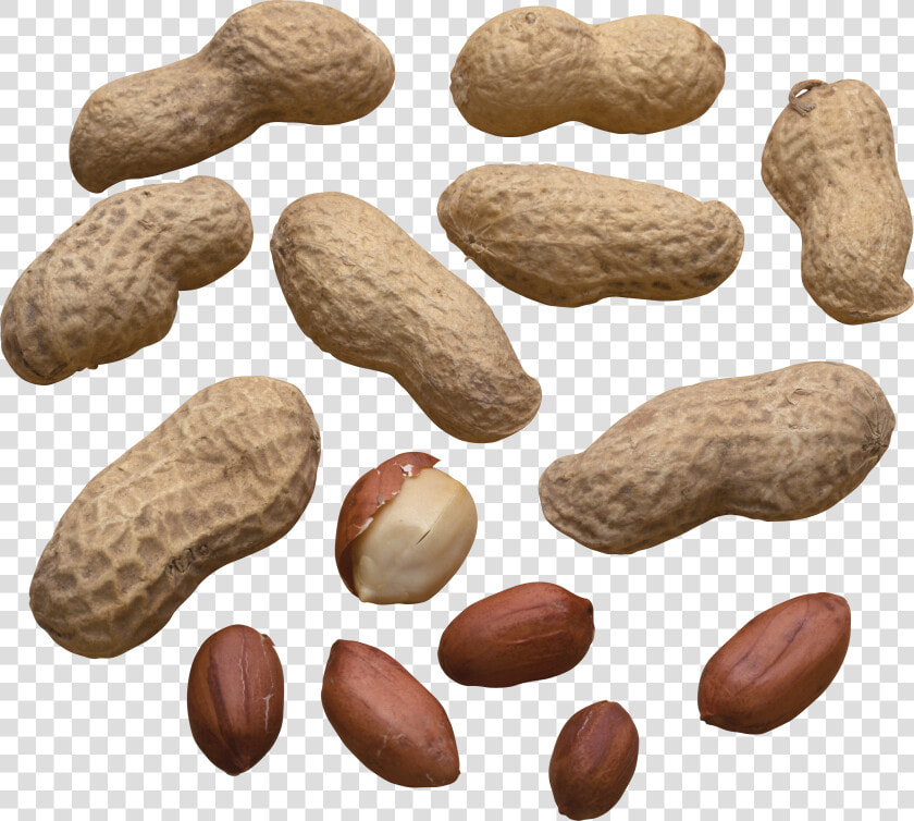 Scattered Peanuts   Png Download   Арахис Пнг  Transparent PngTransparent PNG