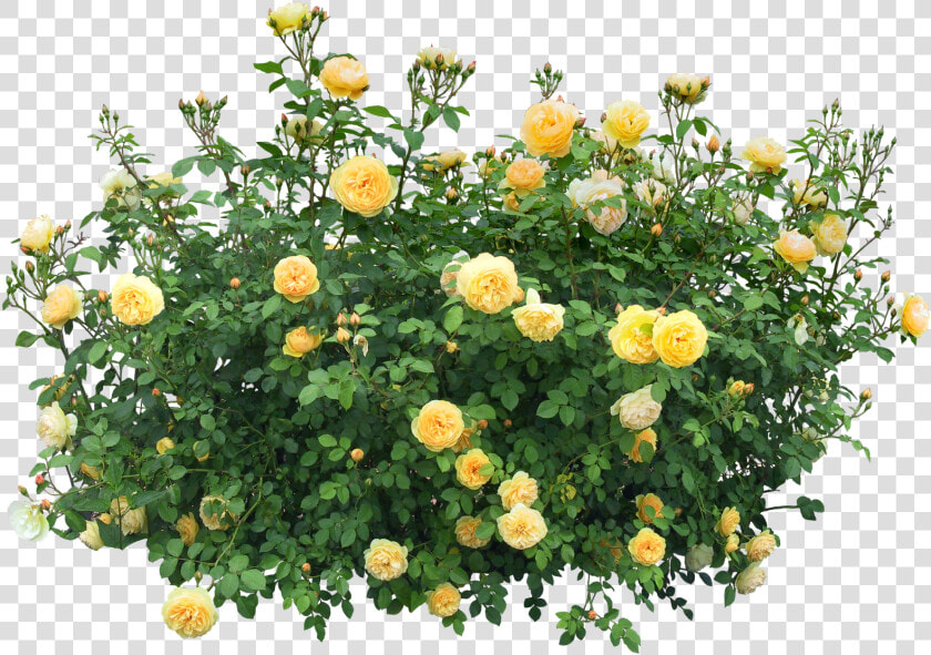 Bush Png Image   Flower Bush Png  Transparent PngTransparent PNG