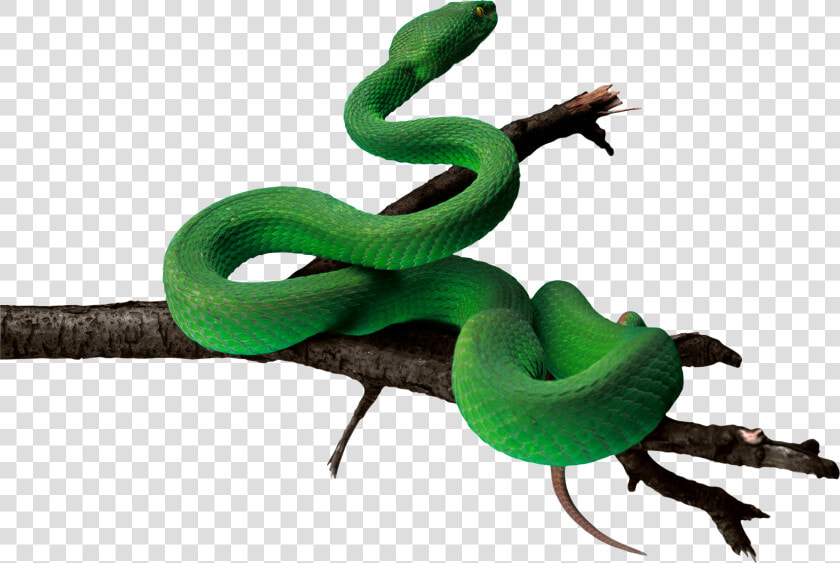 Snake Green Anaconda   Green Snake Png  Transparent PngTransparent PNG