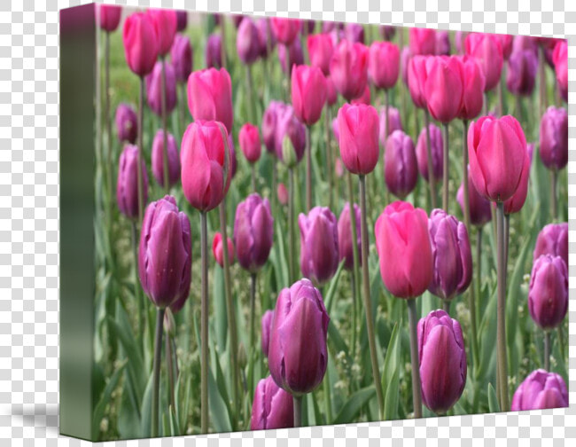 By Betsy Lamere   Sprenger  39 s Tulip  HD Png DownloadTransparent PNG