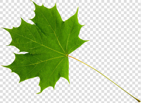 Green Maple Leaf Png   Sugar Maple Leaf Stem  Transparent PngTransparent PNG