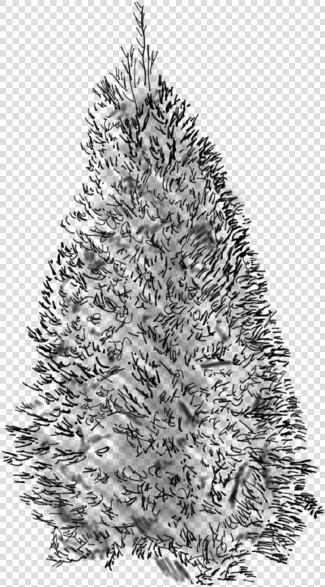 Douglass Fir Sketch   Christmas Tree  HD Png DownloadTransparent PNG