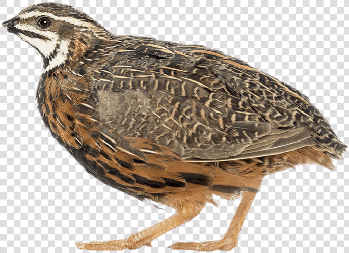 African Harlequin Quail  HD Png DownloadTransparent PNG