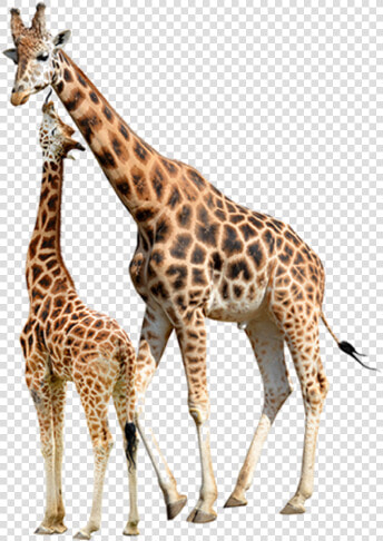 Reticulated Giraffe Stock Photography Baby Giraffes   Giraffe Stock  HD Png DownloadTransparent PNG