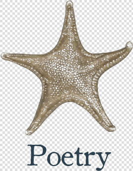 Poetry   Echinoderm  HD Png DownloadTransparent PNG