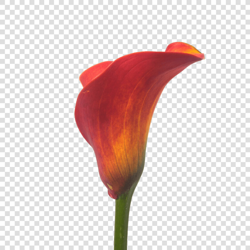 Calla Trinity   Arum  HD Png DownloadTransparent PNG