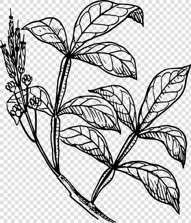 Stem Drawing Plant   Easy Shrub Plants Drawing  HD Png DownloadTransparent PNG