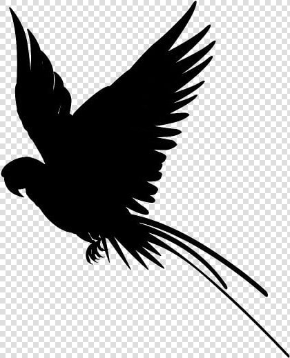 Flying Macaw Png Transparent Images   Flying Parrot Silhouette  Png DownloadTransparent PNG