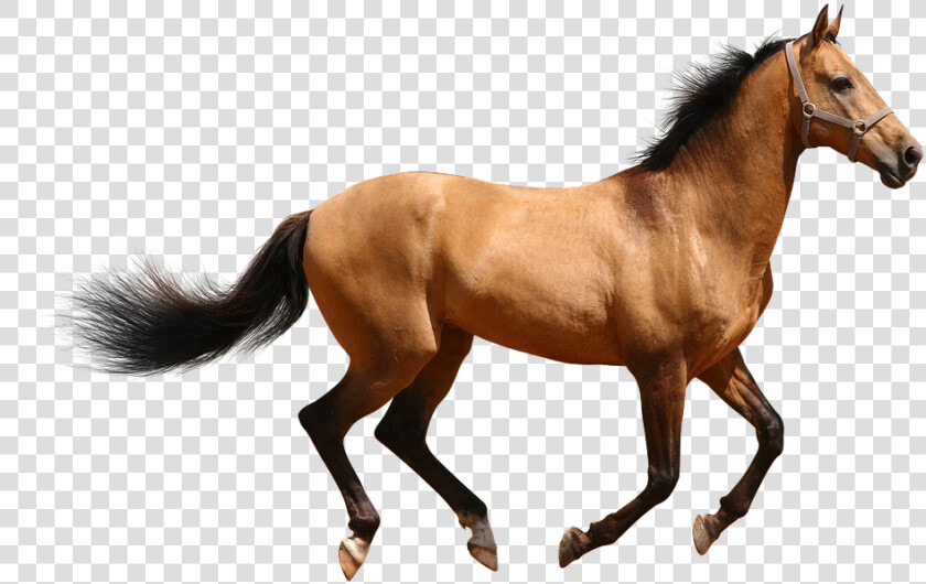 Transparent Cavalo Png   Female Horse Png  Png DownloadTransparent PNG