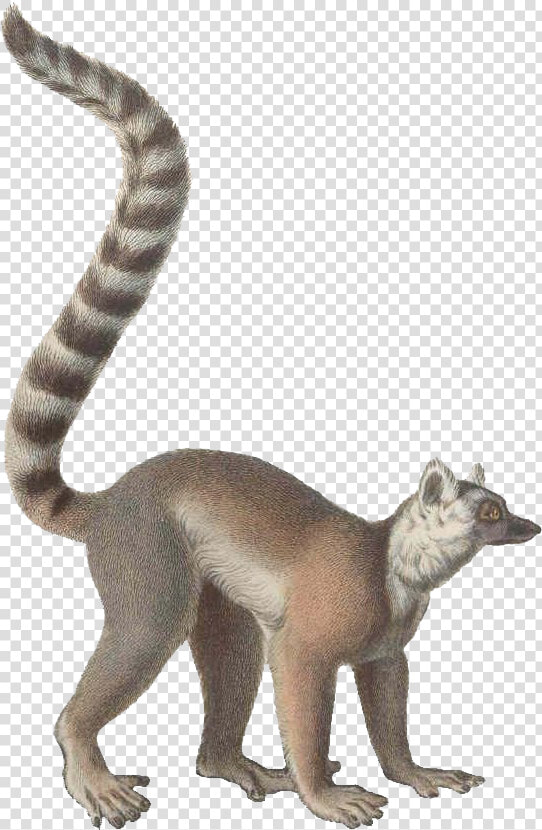 Ring Tailed Lemur Drawings  HD Png DownloadTransparent PNG