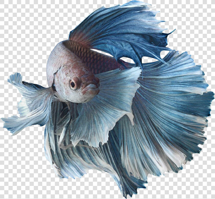 Clip Art Betta Fish In The Wild   Siamese Fighting Fish Png  Transparent PngTransparent PNG