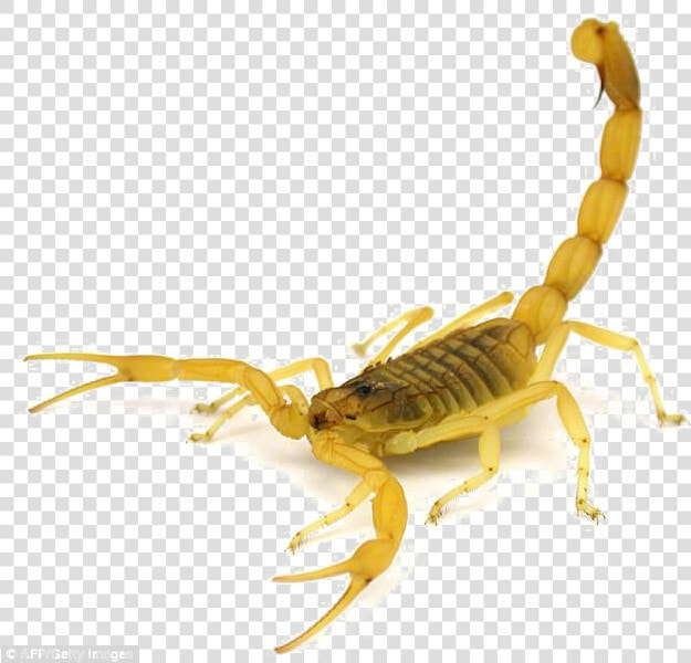 Poisonous Scorpion Png Transparent Image   Most Venomous Scorpion  Png DownloadTransparent PNG