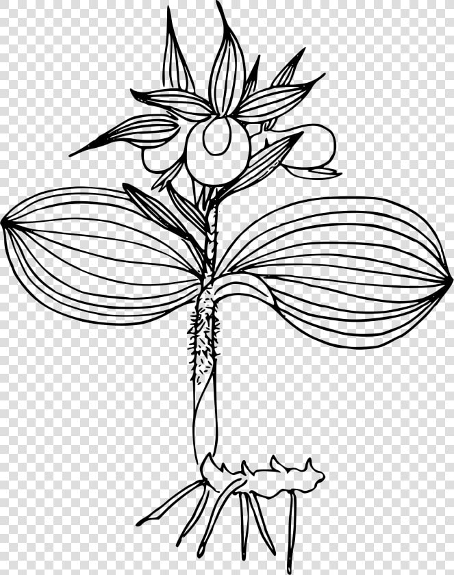 Clustered Lady S Slipper Orchid Clip Arts  HD Png DownloadTransparent PNG