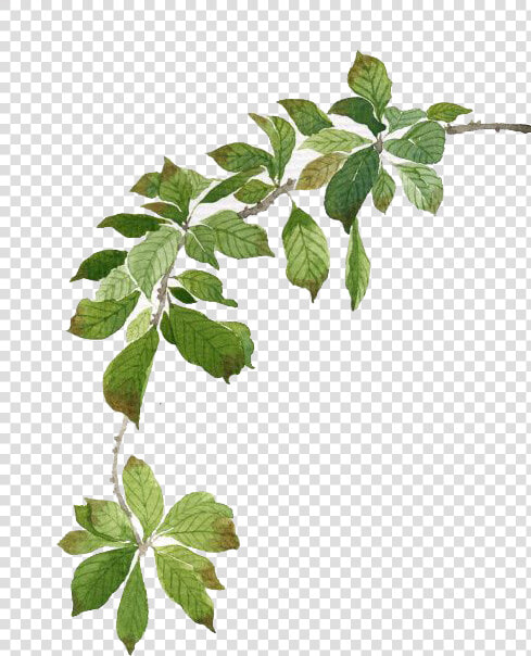 Green Leaves Illustration Watercolor Painting Watercolor   Green Leaves Watercolor Png  Transparent PngTransparent PNG