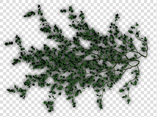 Ivy Creepers For Photoshop  HD Png DownloadTransparent PNG