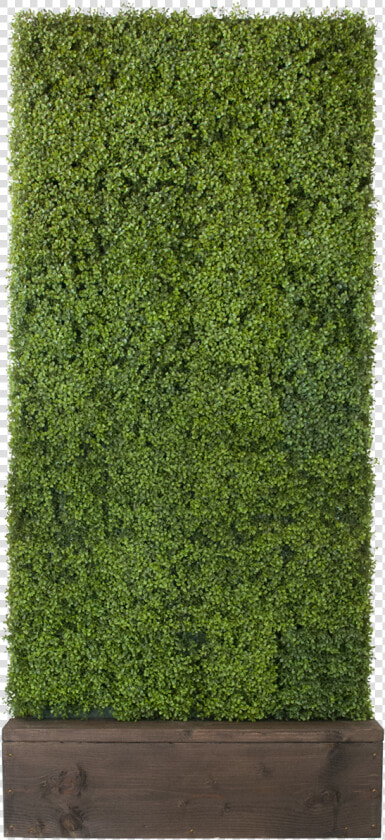 Hedge  HD Png DownloadTransparent PNG