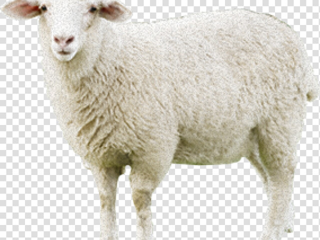 Sheep Png Transparent Images   Sheep  Png DownloadTransparent PNG