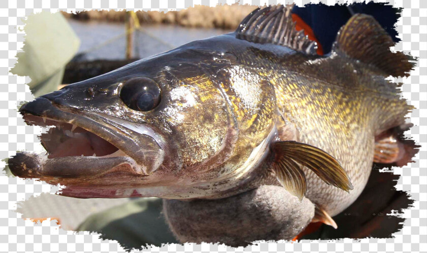 Walleye Grunge   Winnipeg  HD Png DownloadTransparent PNG