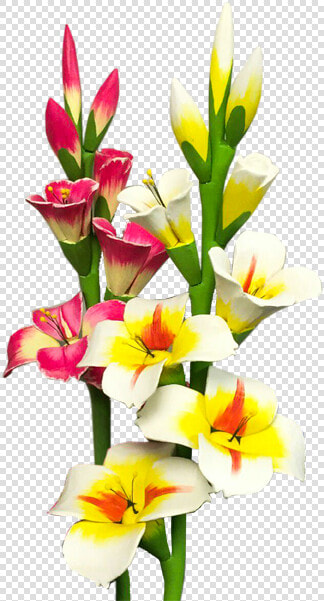 Gladiolus Png Photo   Png Transparent Gladiolus Png  Png DownloadTransparent PNG