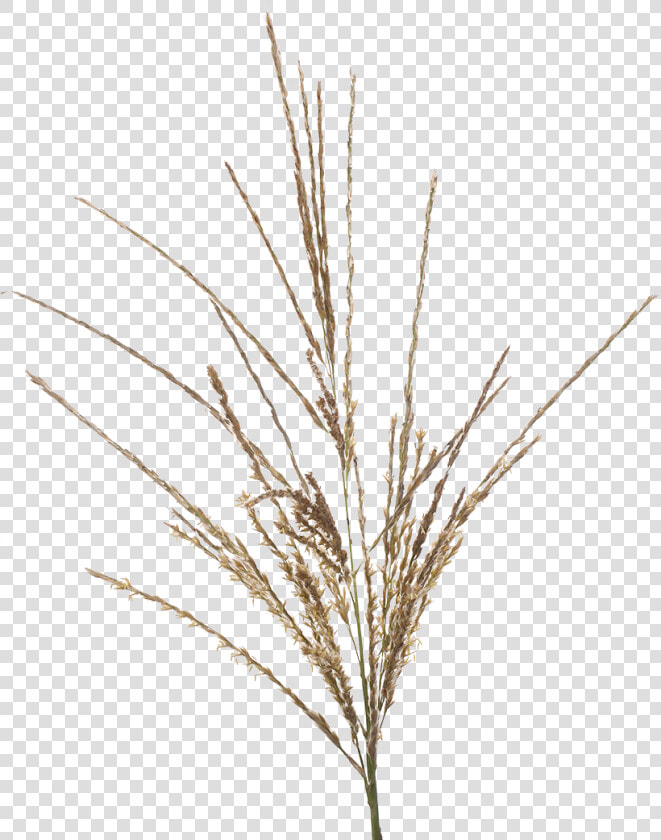 Twig  HD Png DownloadTransparent PNG