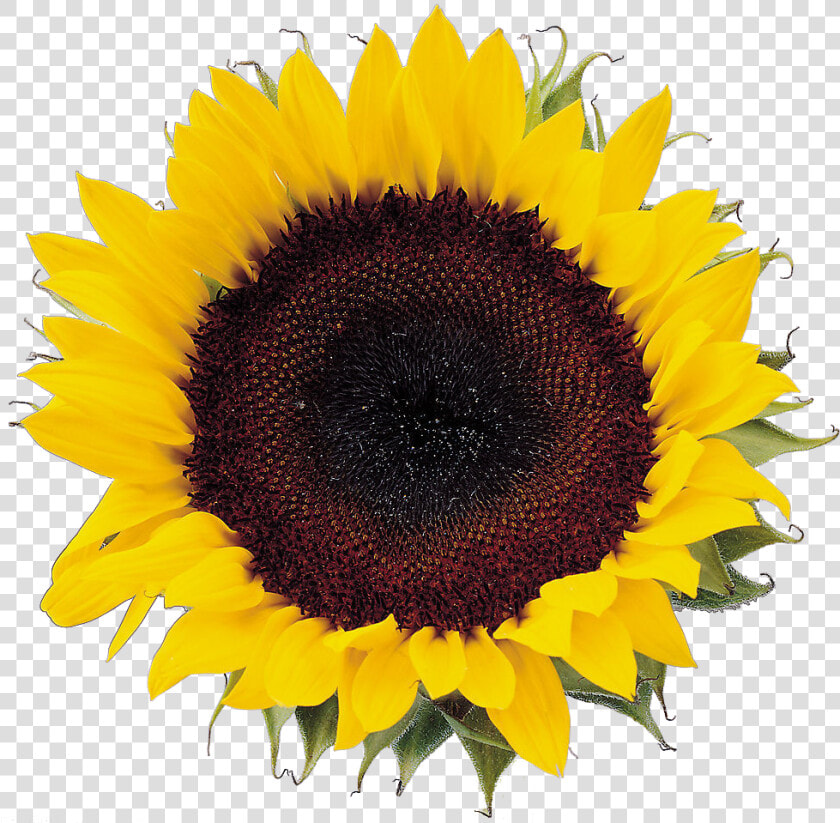 Image Freeuse Download Sunflower Seeds Clipart   Sunflower Png Format  Transparent PngTransparent PNG