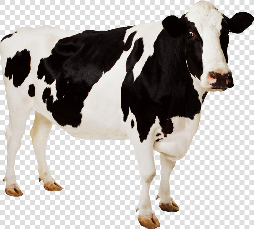 Cow Icon Png   Cow Png  Transparent PngTransparent PNG