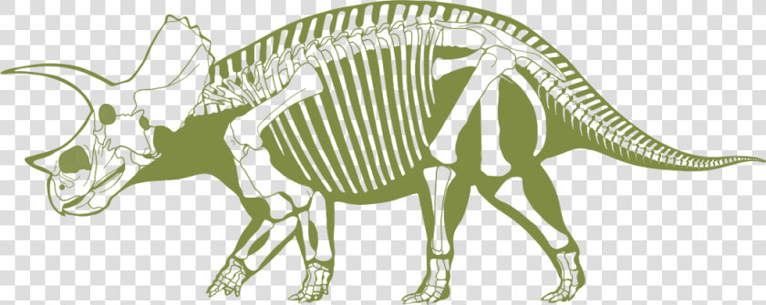 Skeliton Clipart Triceratops   Transparent Dino Fossil Clip Art  HD Png DownloadTransparent PNG