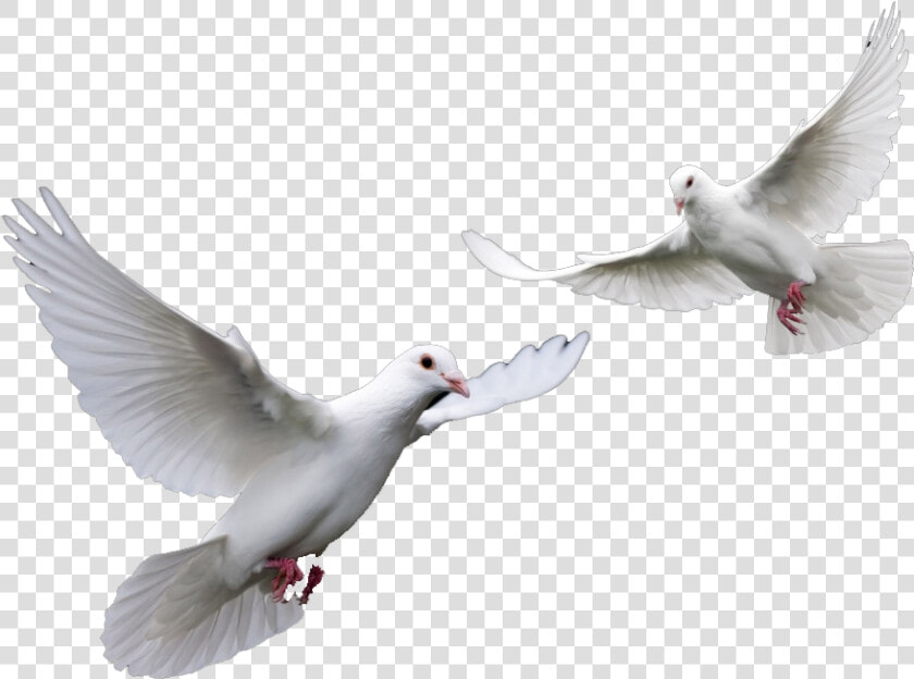 Doves Wedding Doves Png   Transparent White Dove Png  Png DownloadTransparent PNG