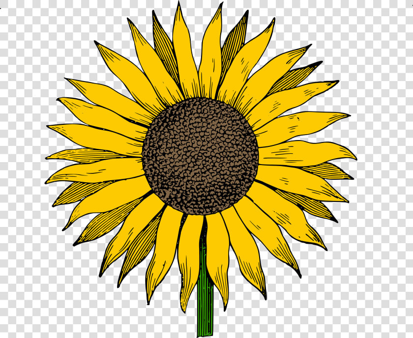 Sunflower Free Sunflowers Clipart Clip Art On Transparent   Sunflower Clipart  HD Png DownloadTransparent PNG