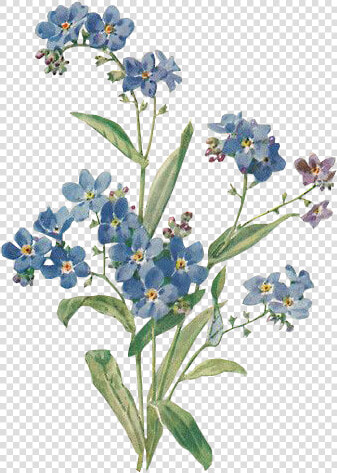  flower  flowers  blue  blueflower  green  leaves  nature   Aesthetic Brandy Melville Stickers  HD Png DownloadTransparent PNG