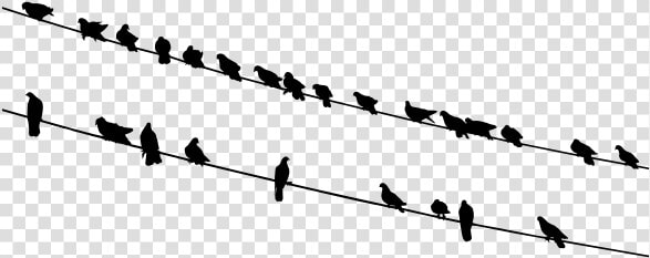 Birds On Wires Silhouette   Birds On A Wire Transparent  HD Png DownloadTransparent PNG