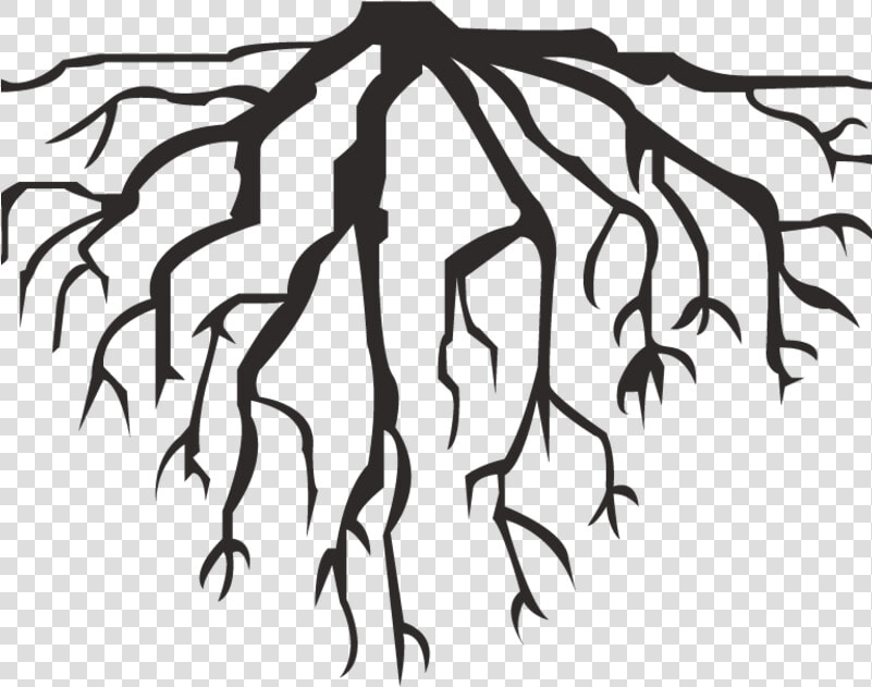 Hausarrest ▻ Deep Roots   Roots Vector Png  Transparent PngTransparent PNG