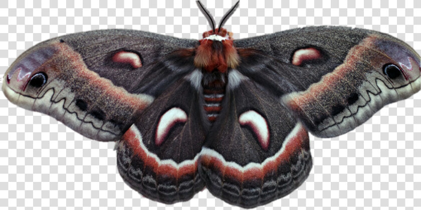  moth  moths  bugs  wings  fly  flying  bug  nature   Aglais Io  HD Png DownloadTransparent PNG