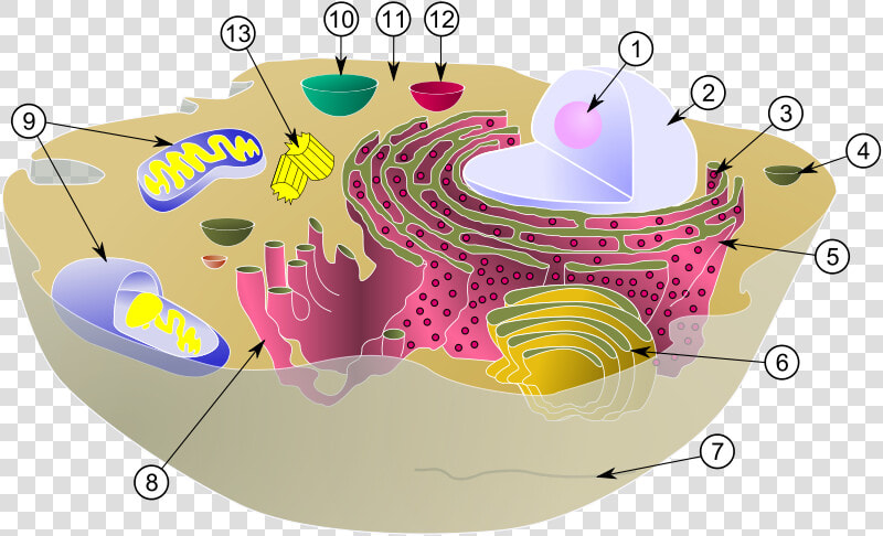 Diagram Of A Typical Animal Cell With Its Organelles   Intracellular Fluid In Cell  HD Png DownloadTransparent PNG