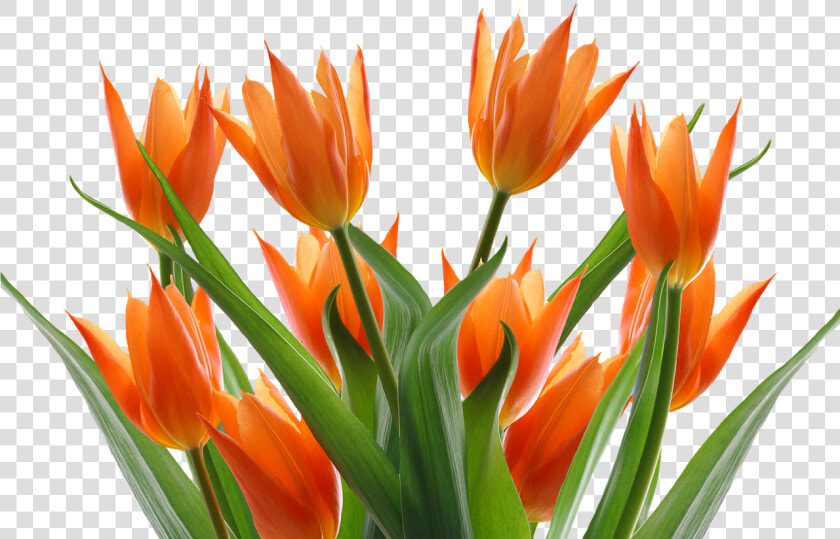 Tulips Spring Flower Free Picture   Transparent Background Orange Flowers Png  Png DownloadTransparent PNG