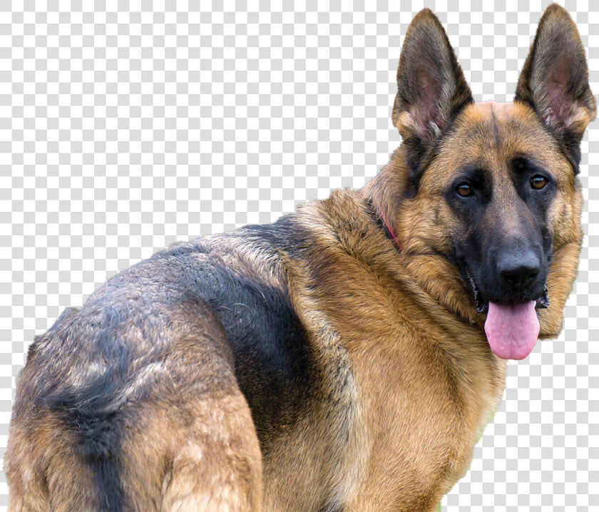 German Shepherd Png   German Shepherd Dog Transparent  Png DownloadTransparent PNG