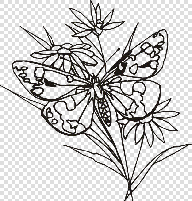 Pencil Of Butterflies At   Flowers And Butterfly Line Drawings  HD Png DownloadTransparent PNG