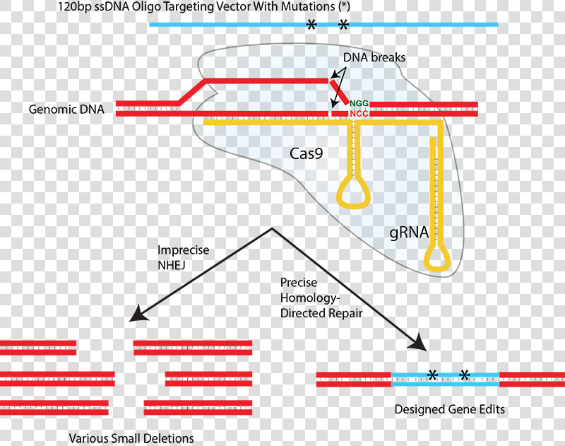 Nhej And Hdr   Cas9 Single Stranded Dna  HD Png DownloadTransparent PNG