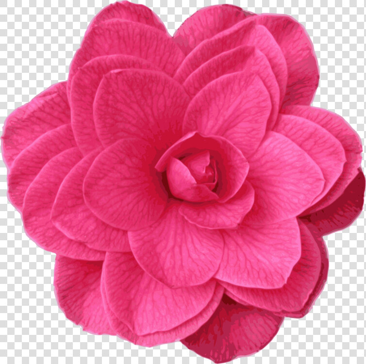 Pink plant flower   Bath Sponge  HD Png DownloadTransparent PNG