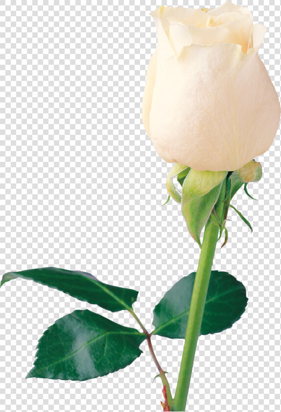 White Rose Png Image  Flower White Rose Png Picture   Single White Rose Png  Transparent PngTransparent PNG