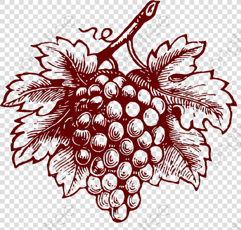 Grapes Clipart Realistic   Uva Desenho Para Rotulo  HD Png DownloadTransparent PNG